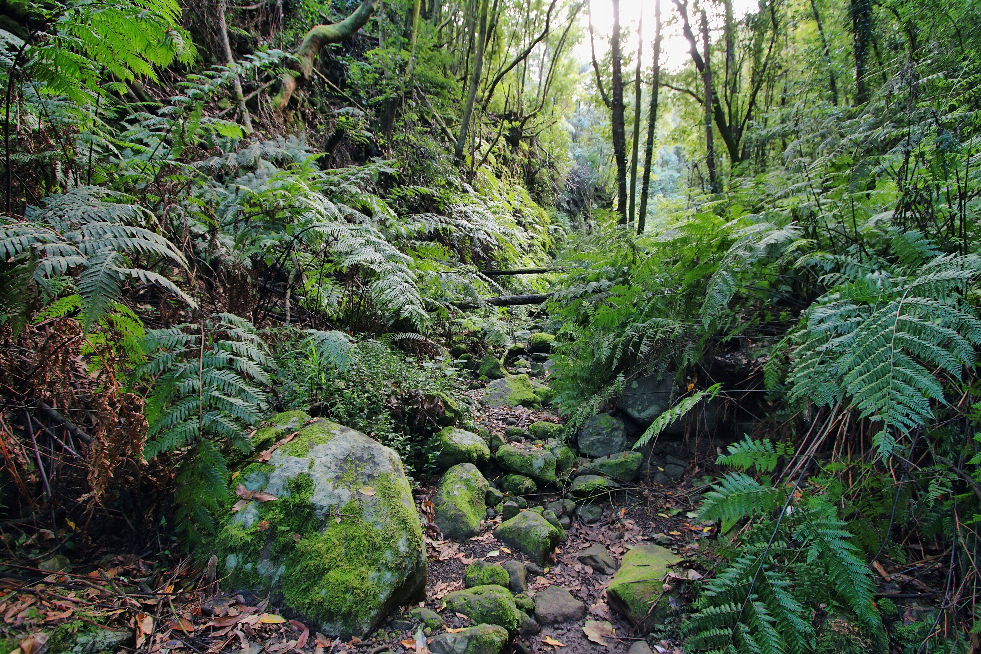 La Palma: Wandern