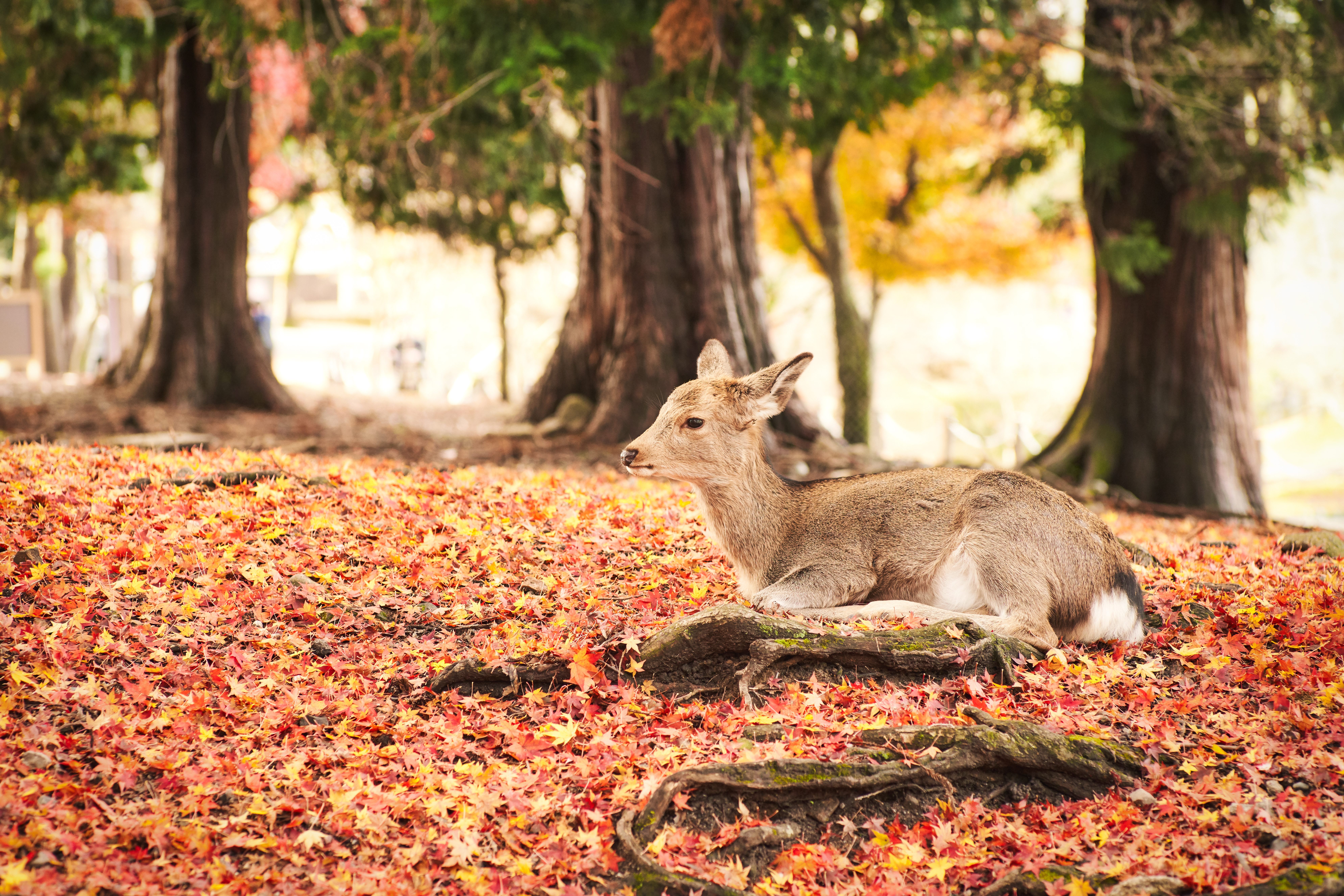 Japan: Impressionen